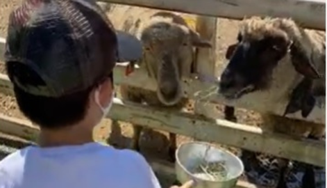 障害者　千葉市動物公園　千葉　動物園　遊園地　テーマパーク　精神障害者手帳　割引　障害者手帳割引　メリット　お得　子連れ